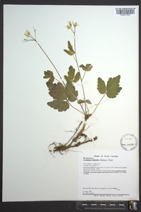 Cardamine diphylla image