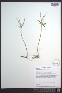 Cardamine diphylla image