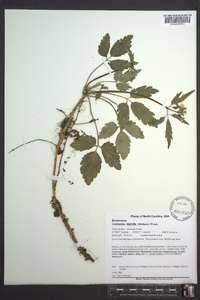 Cardamine diphylla image