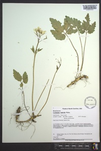 Cardamine diphylla image