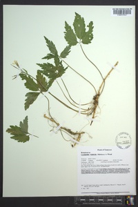 Cardamine diphylla image