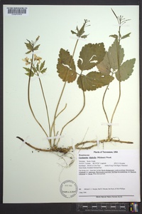 Cardamine diphylla image