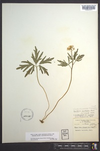 Cardamine dissecta image