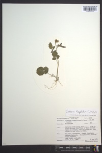 Cardamine flagellifera image