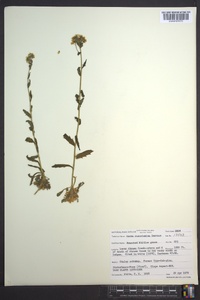 Draba ramosissima image