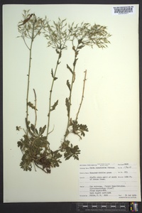 Draba ramosissima image