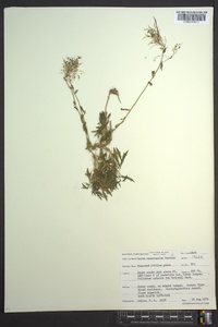 Draba ramosissima image