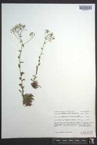 Draba ramosissima image