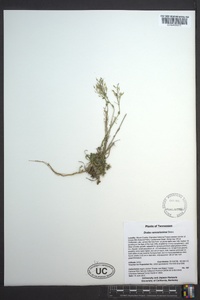 Draba ramosissima image