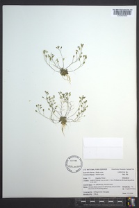 Draba verna image