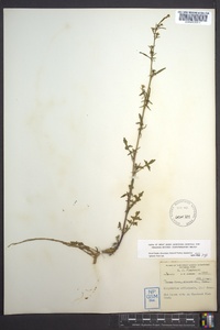 Sisymbrium officinale image