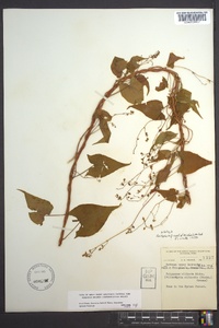 Fallopia cilinodis image