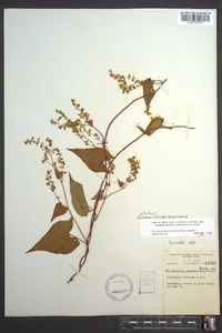 Fallopia cilinodis image