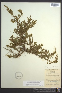 Polygonum erectum image