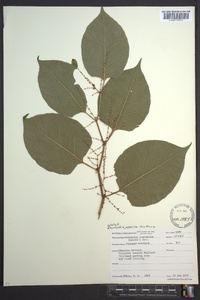 Reynoutria japonica image