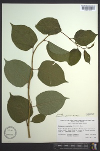 Reynoutria japonica image