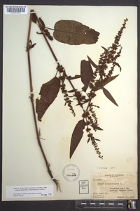 Rumex obtusifolius image