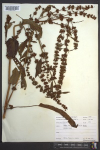 Rumex obtusifolius image