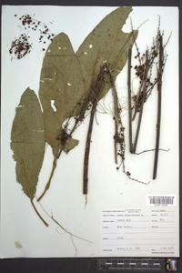 Rumex obtusifolius image