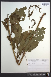 Rumex obtusifolius image