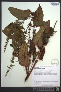 Rumex obtusifolius image