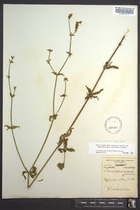 Silene latifolia image