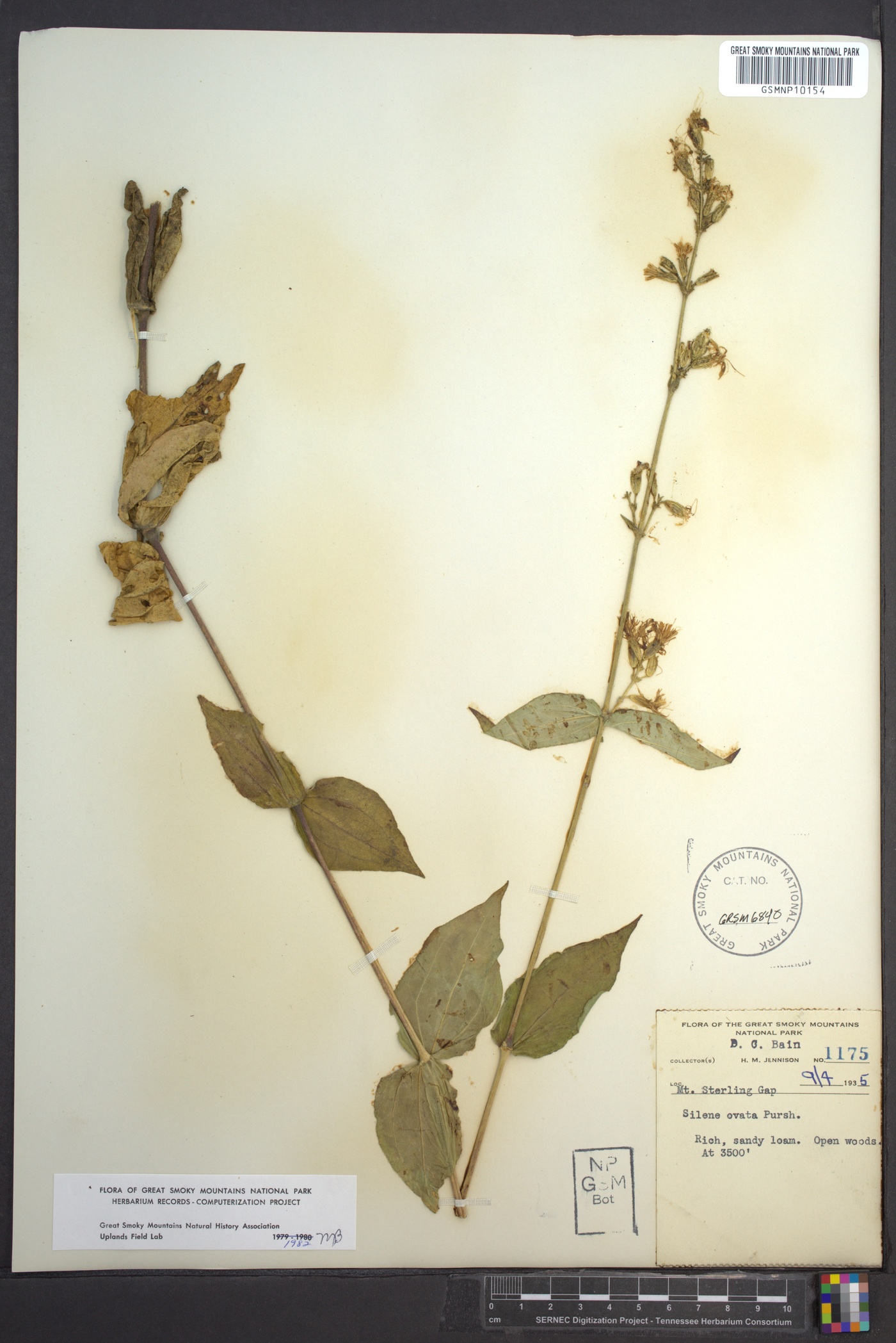 Silene ovata image