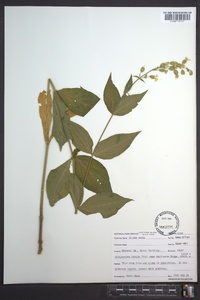 Silene ovata image