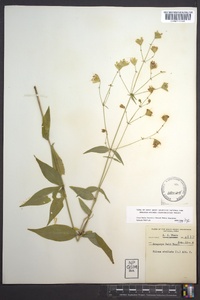 Silene stellata image