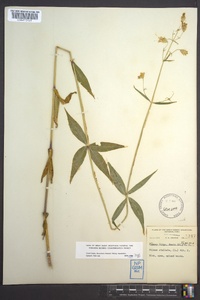 Silene stellata image