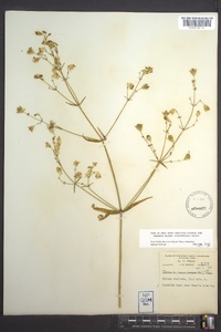 Silene stellata image