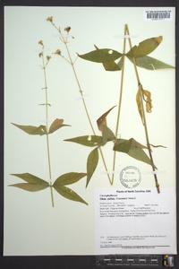 Silene stellata image