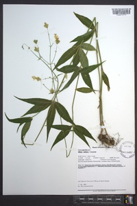 Silene stellata image