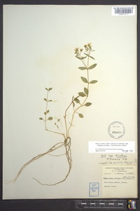 Stellaria pubera image