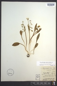 Claytonia caroliniana image