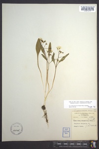 Claytonia caroliniana image