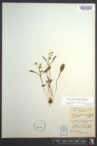 Claytonia caroliniana image