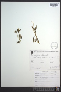 Claytonia caroliniana image