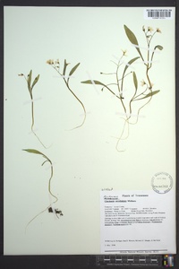 Claytonia caroliniana image