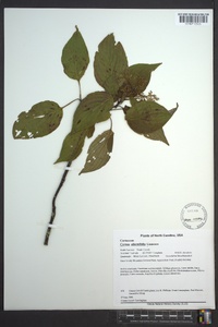 Cornus alternifolia image