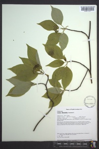 Cornus alternifolia image