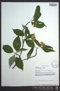 Cornus alternifolia image