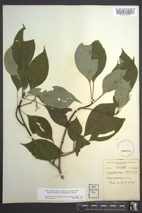 Cornus alternifolia image