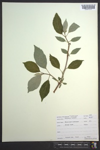 Hydrangea radiata image