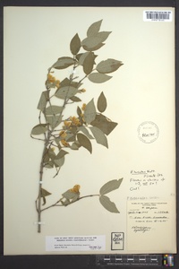 Philadelphus hirsutus image