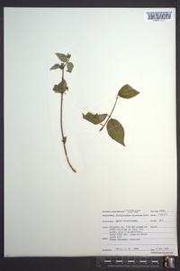 Philadelphus hirsutus image