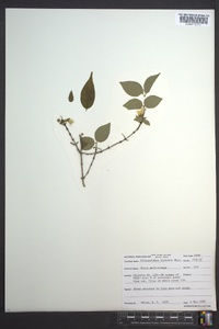 Philadelphus hirsutus image