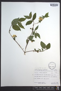 Philadelphus hirsutus image