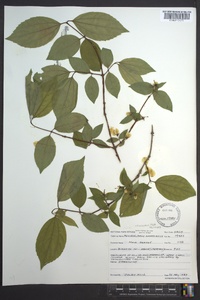 Philadelphus hirsutus image