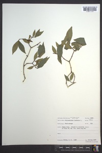 Philadelphus inodorus image